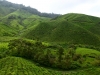 Plantacja herbaty BOH